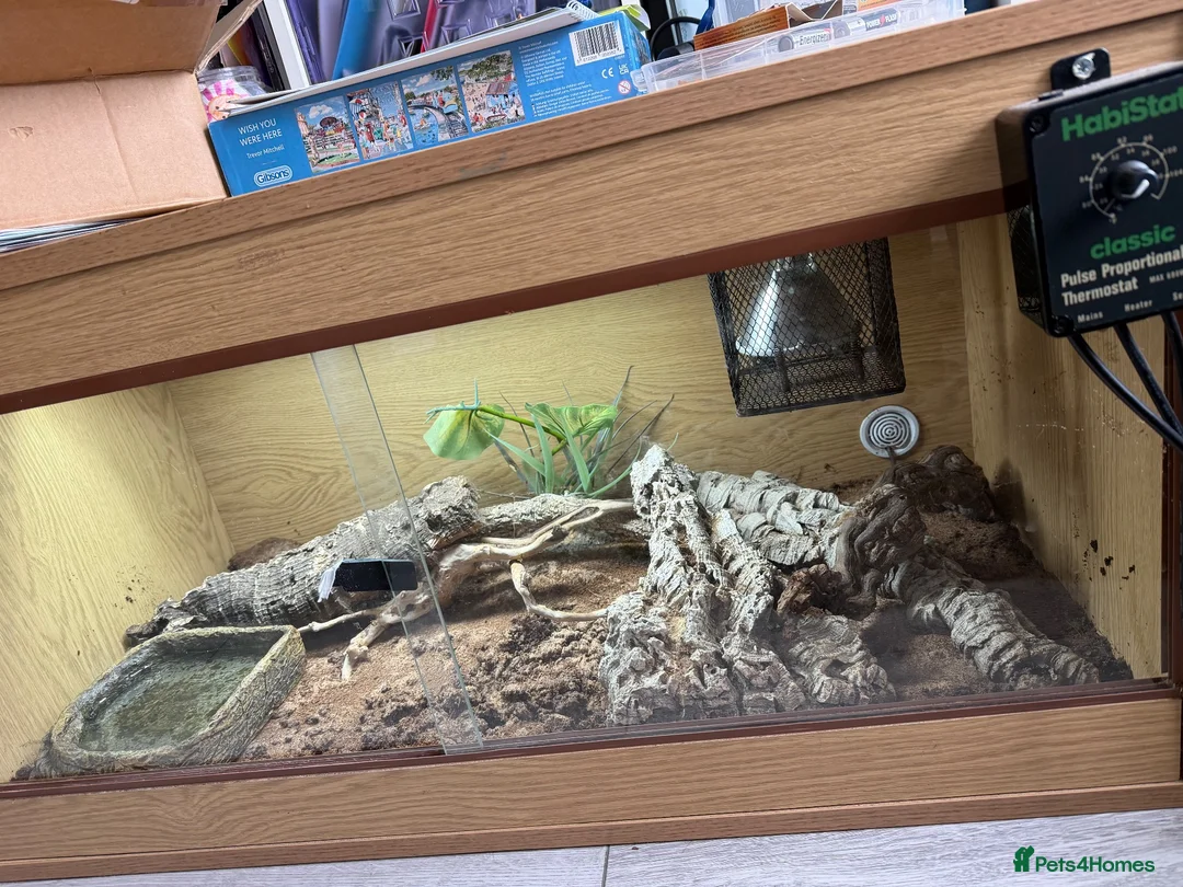Mixed Breed reptiles for sale: Western Hognose snake and setup  in Eastleigh - Advert 5