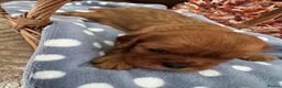 Cavalier King Charles Spaniel dogs for sale: Beautiful Cavalier King Charles Spaniel Puppies 🐶 - Advert 11