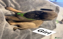 Pug dogs for sale: 4 beautiful puppy pugs - Image 1