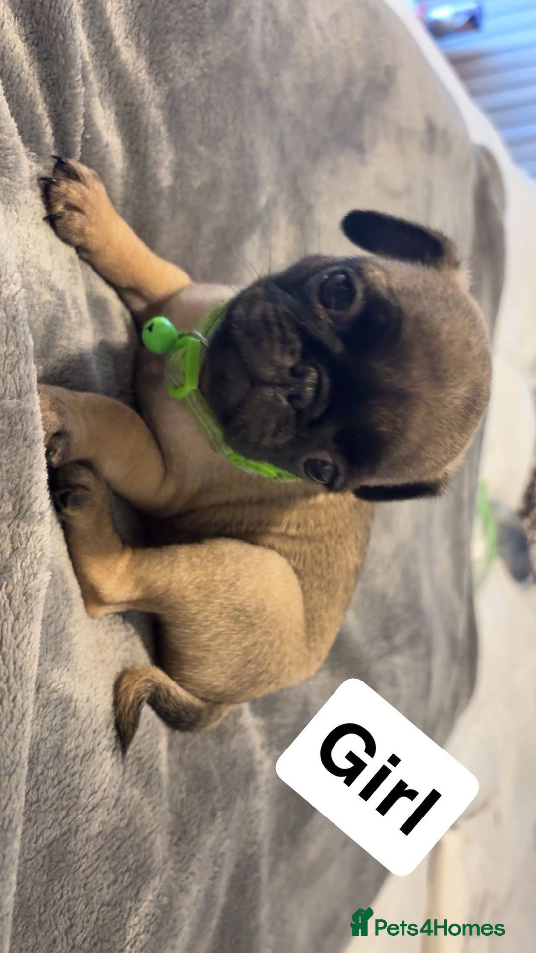 Pug dogs for sale: 4 beautiful puppy pugs - Image 1