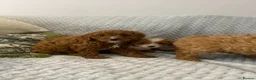 Cavapoo dogs for sale: Beautiful five Cavapoos - Advert 4