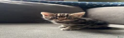 Mixed Breed cats for sale: 3 kittens for sale  - Advert 10