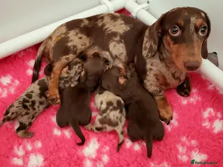 Miniature Dachshund dogs Smooth coat mini dachshunds - Advert 2