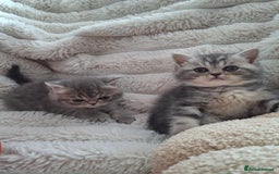 Mixed Breed cats for sale: Beautiful Persian/Exotic kittens ready now! 💫 - Image 7