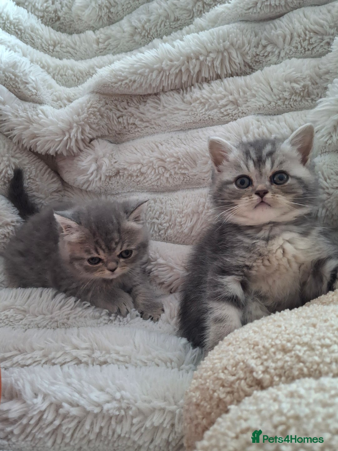 Mixed Breed cats for sale: Beautiful Persian/Exotic kittens ready now! 💫 - Image 7
