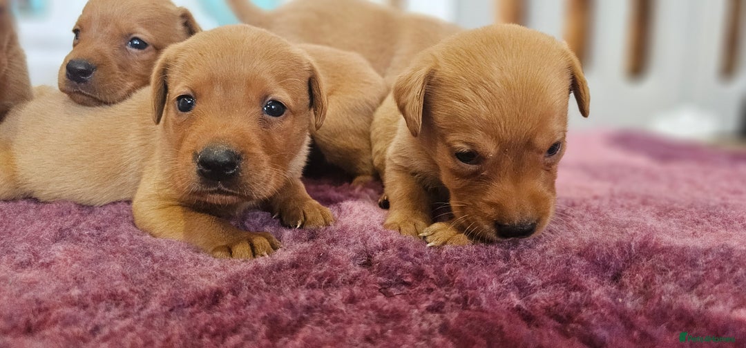 Labrador Retriever dogs for sale: ONLY 1 BEAUTIFUL KC FOX RED GIRL LAB AVAILABLE - Image 23