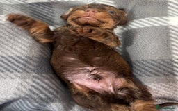 Miniature Dachshund dogs for sale: Stunning miniature wire haired dachshunds  - Image 12