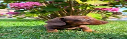 Miniature Dachshund dogs for sale: Kc reg, health tested,miniature dachshund puppies  - Advert 2