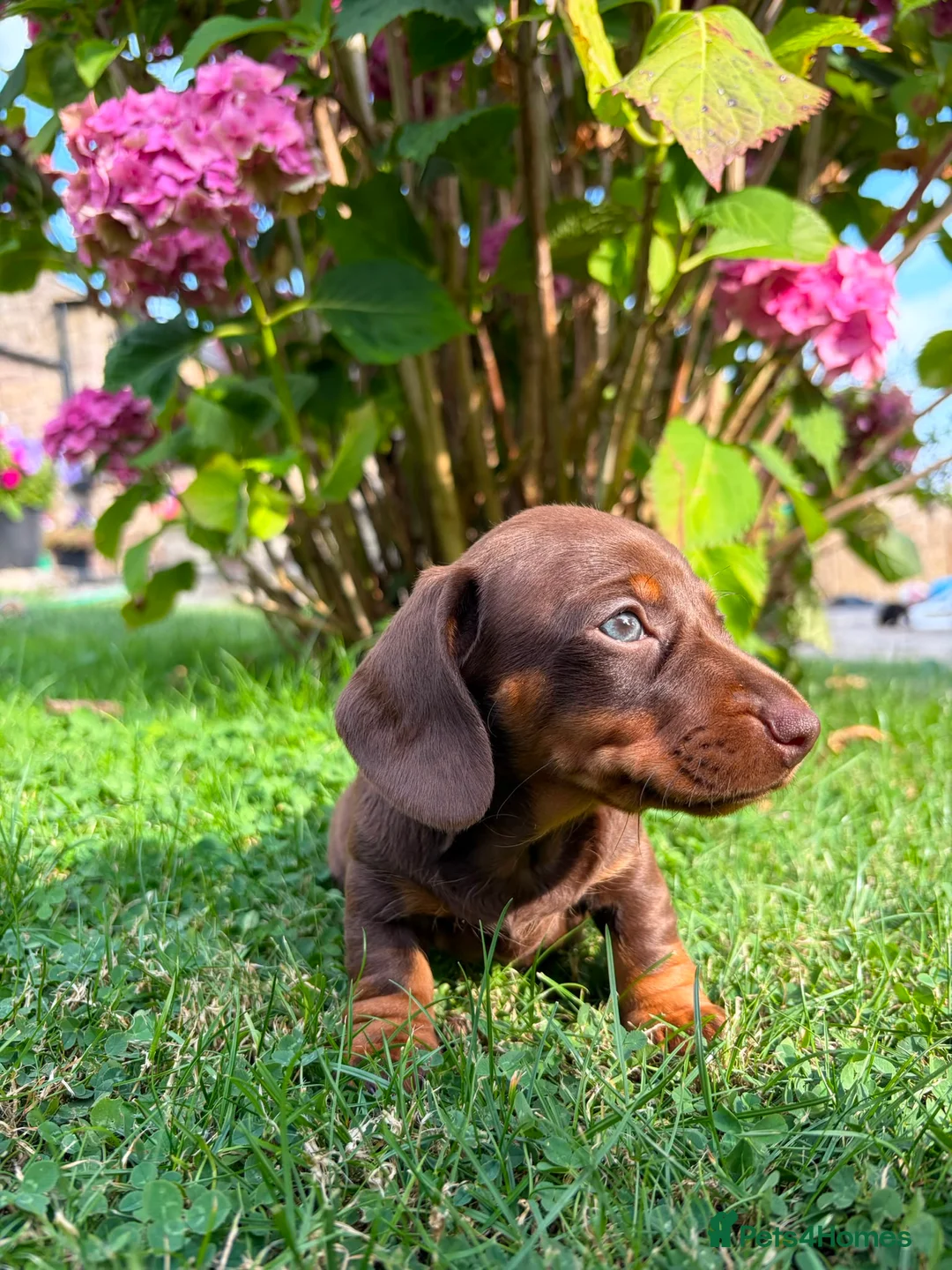 Miniature Dachshund dogs for sale: Kc reg, health tested,miniature dachshund puppies  - Advert 2