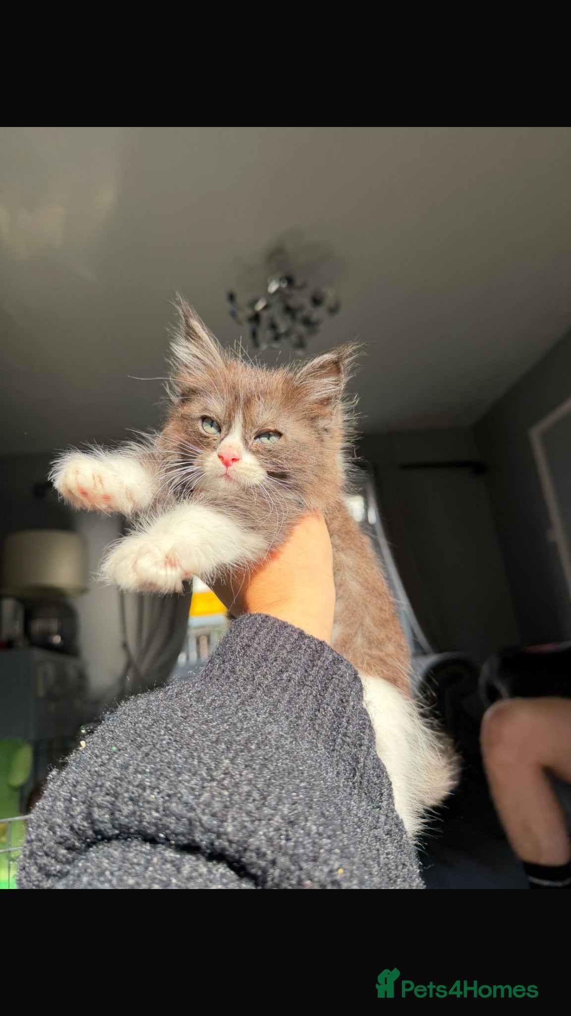 Maine Coon cats READY TO GO🏡🏡 Gaint mainecoon babies - Advert 2