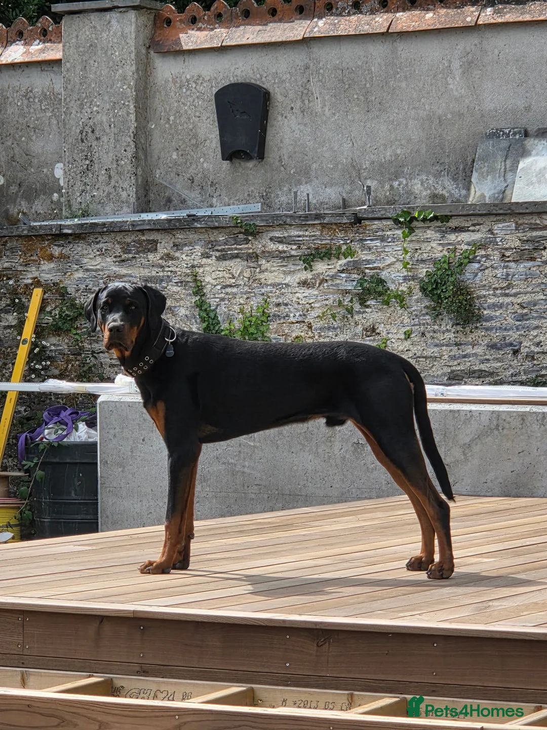 Dobermann dogs for sale: Mixed doberman/rottweiler  in Saint Columb - Advert 4