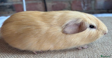 Guinea Pig rodents - Advert 10