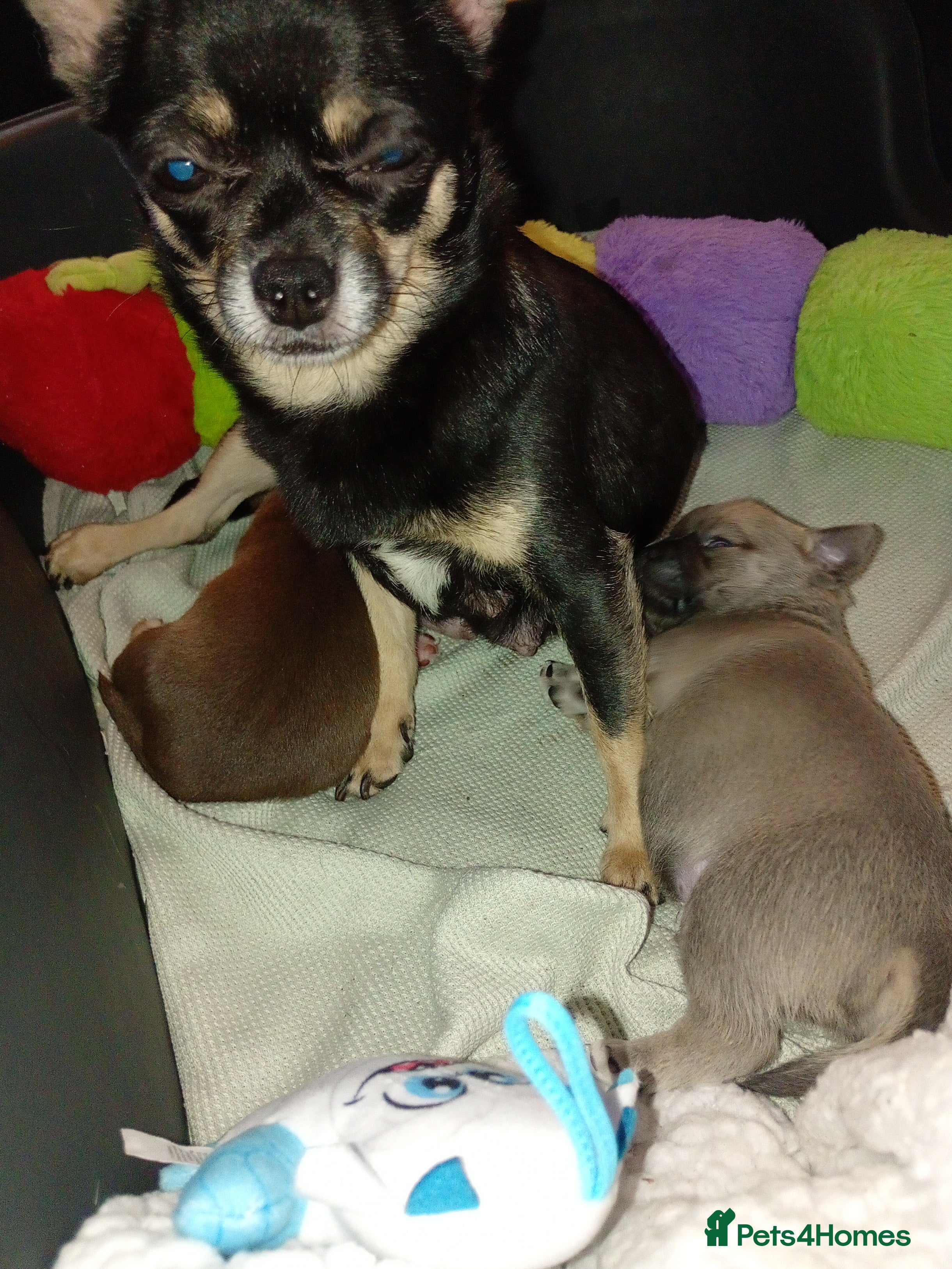 Chihuahua dogs 2 x chihuahua females  - Advert 1