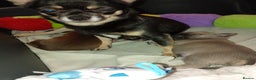 Chihuahua dogs for sale: 2 x chihuahua females  - Advert 1