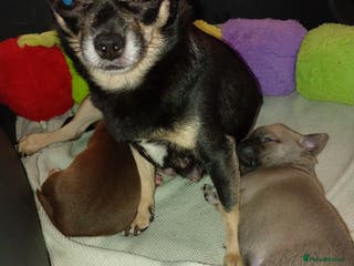 Chihuahua dogs 2 x chihuahua females - Advert 1
