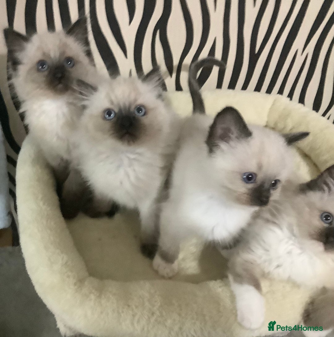 Ragdoll cats for sale: 3 ragdoll girls ready now - Image 3