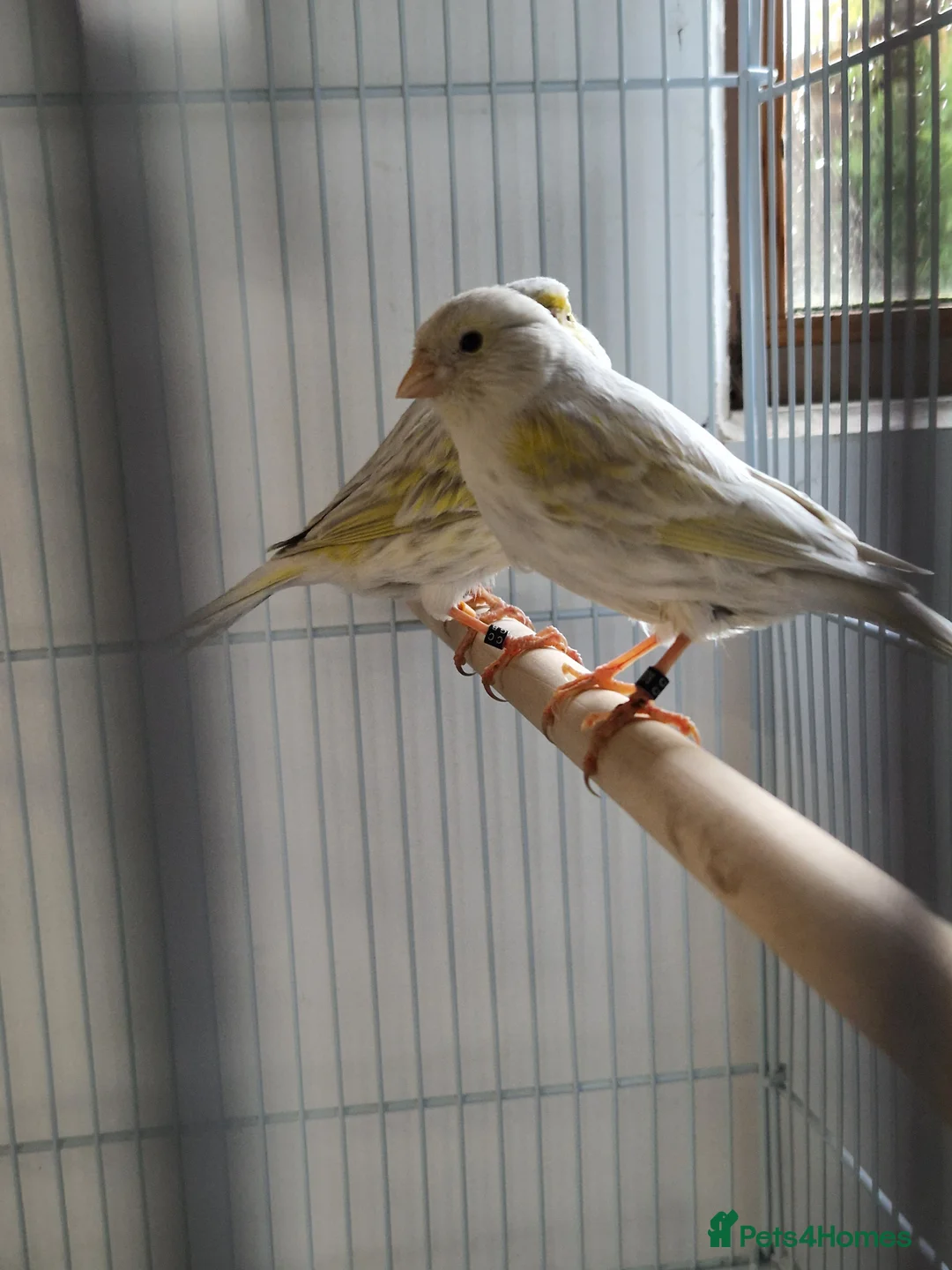 Canaries birds for sale: Fife + Opal Agage + Lizard Canaries - Advert 10