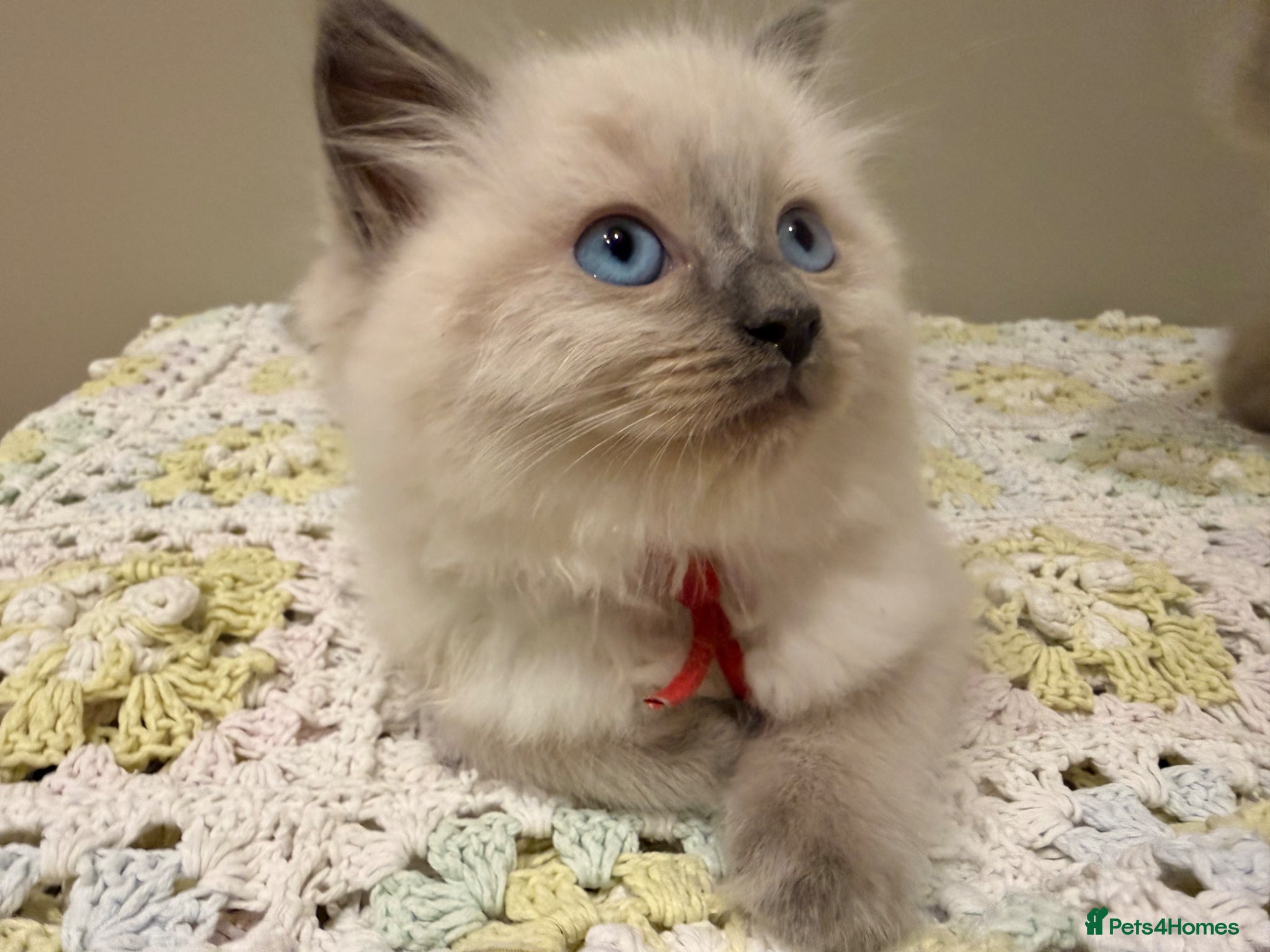 Ragdoll cats Beautiful ragdoll boys! 😻🐱 - Advert 1