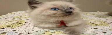 Ragdoll Kitten 2