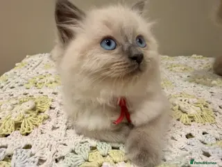 Ragdoll cats Beautiful ragdoll boys! 😻🐱 - Advert 15