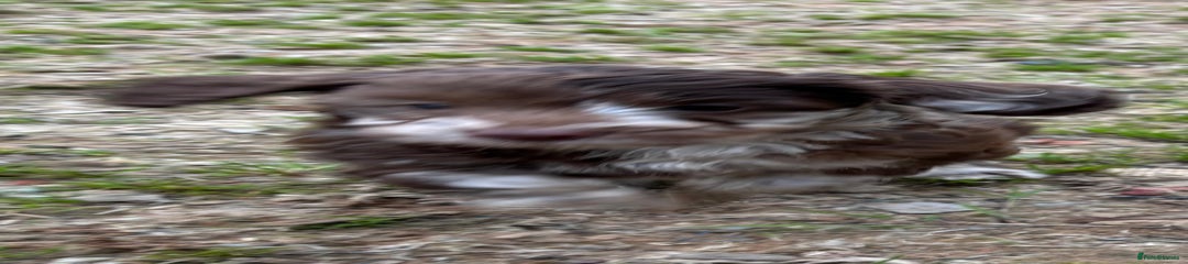 Cockapoo Puppy 4
