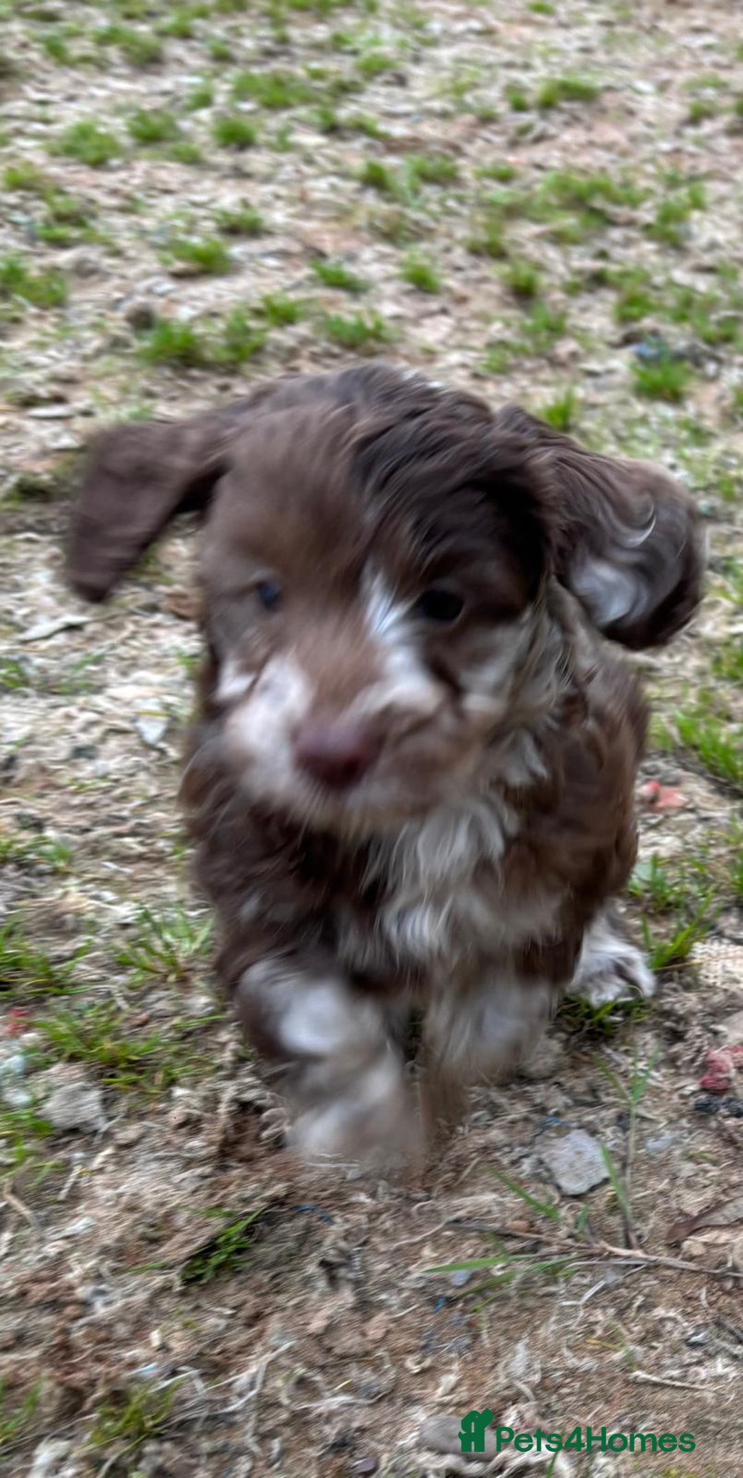 Cockapoo dogs for sale: Chocolate  merle  - Image 4