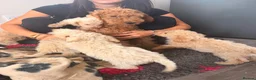 Cockapoo dogs for sale: F1b cockerpoos ready tomorrow  - Advert 6