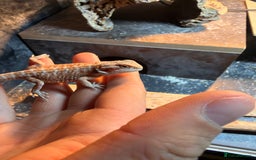 Bearded Dragon reptiles for sale: Baby beared dragons  - Image 4