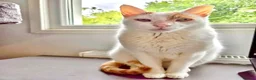 Mixed Breed cats for adoption: Male Rescue Cat for Adoption - Advert 10