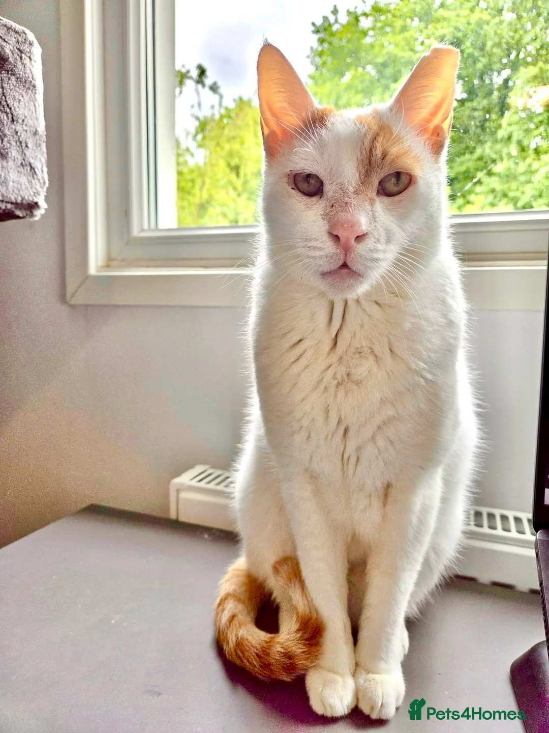 Mixed Breed cats for adoption: Male Rescue Cat for Adoption - Advert 10