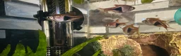 Rasboras fish for sale: X6 HarleQuin Rasboras  in Nottingham - Advert 1
