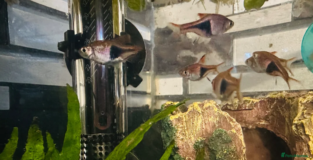 Rasboras fish for sale: X6 HarleQuin Rasboras  in Nottingham - Advert 1