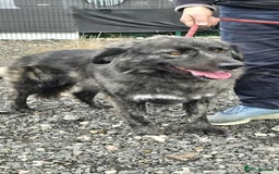 Mixed Breed dogs for adoption: MAGGIE - Image 10