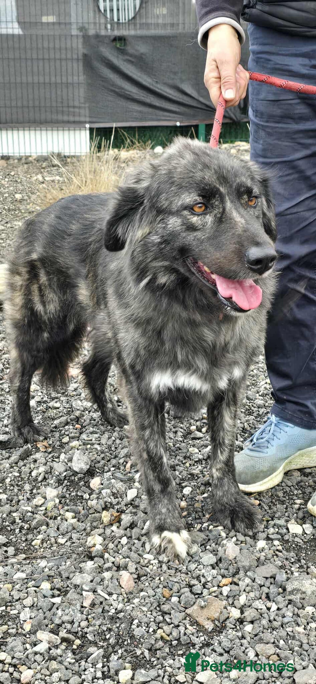 Mixed Breed dogs for adoption: MAGGIE - Image 10