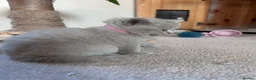 British Shorthair cats for sale: Tica registered British Shorthair Kittens  - Advert 33