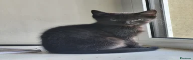 Domestic Shorthair 2
