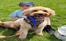 Goldendoodle dogs for sale: Stunning F2B Goldendoodles - Image 38