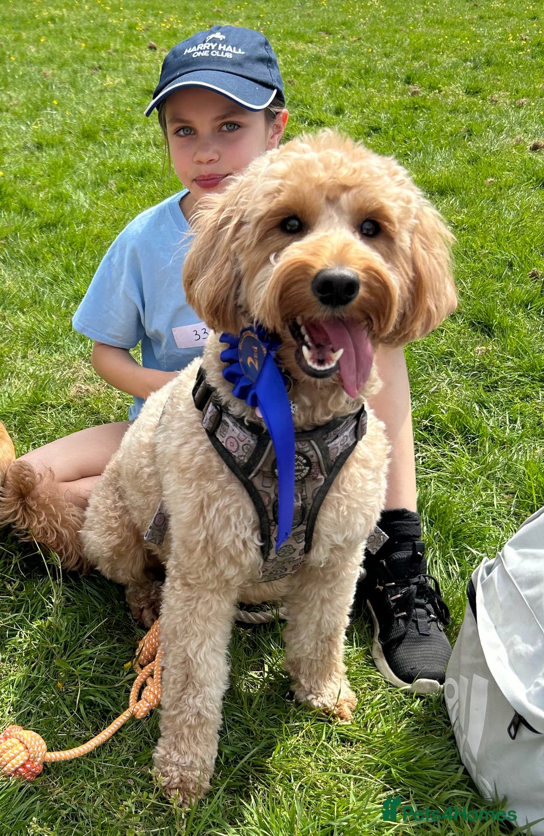 Goldendoodle dogs for sale: Stunning F2B Goldendoodles - Image 38