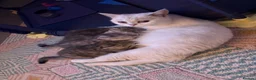 Mixed Breed cats for sale: British Shorthair Cross Kittens – GCCF Mum - Advert 13