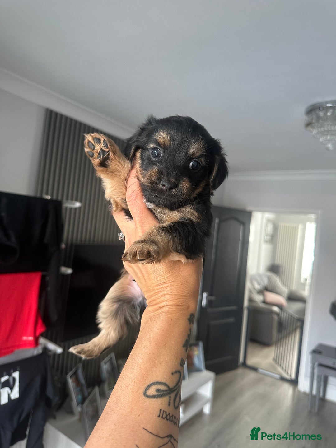 Mixed Breed dogs for sale: Yokrshire terrier pups  - Image 3