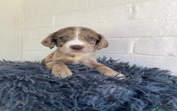 Cockapoo dogs for sale: Adorable Cockerpoo Puppies Ready - Image 3