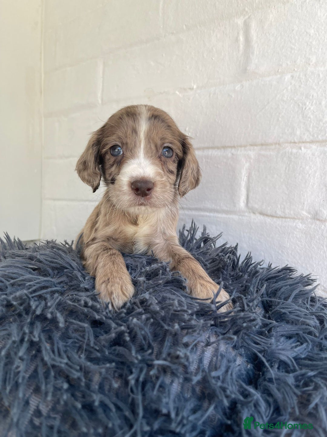 Cockapoo dogs for sale: Adorable Cockerpoo Puppies Ready - Image 3