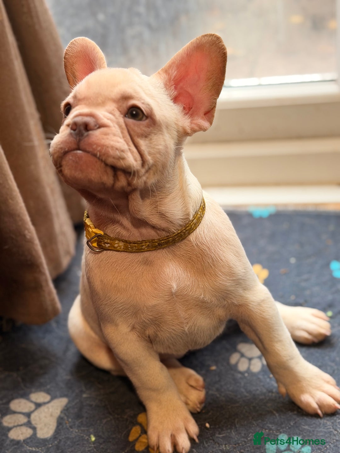 French Bulldog dogs for sale: Beautiful French Bulldog Puppies - Advert 13
