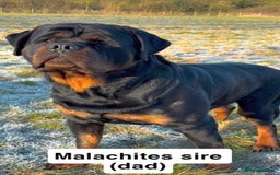 Rottweiler dogs for sale: Beautiful Purebred Rottweiler Puppy - Image 9
