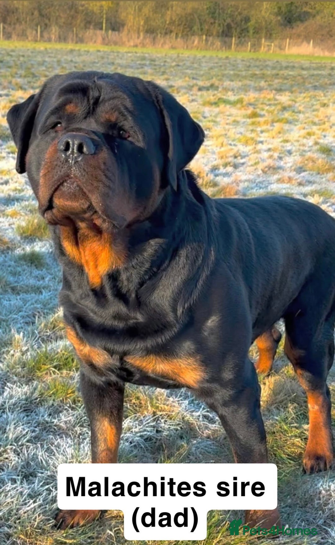 Rottweiler dogs for sale: Beautiful Purebred Rottweiler Puppy - Image 9