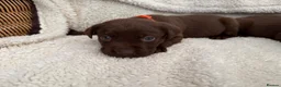 Labrador Retriever dogs for sale: Chocolate Labrador Puppies - Advert 15