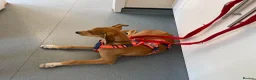 Mixed Breed dogs for adoption: Little Orion 5 months old in Shrewsbury - Advert 4