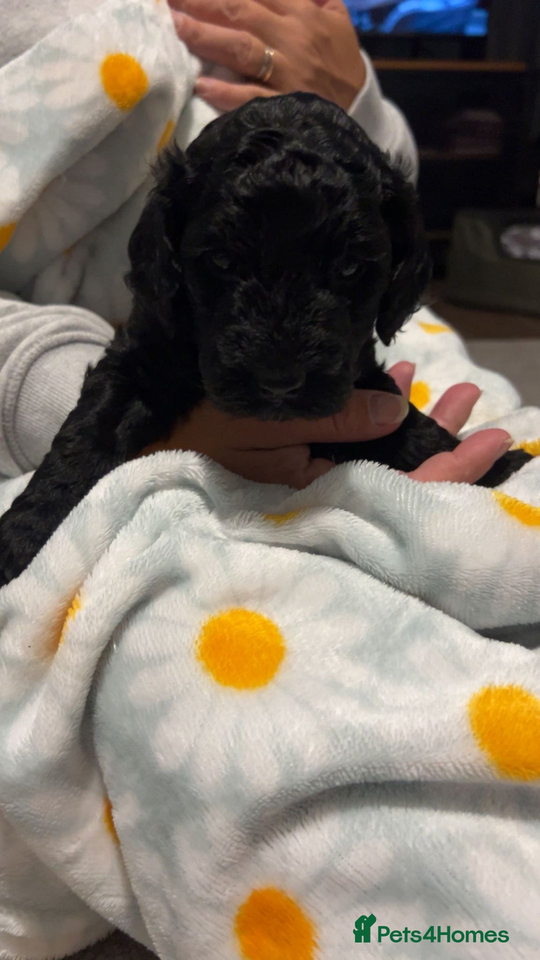 Cockapoo dogs for sale: Clarissa - Image 3