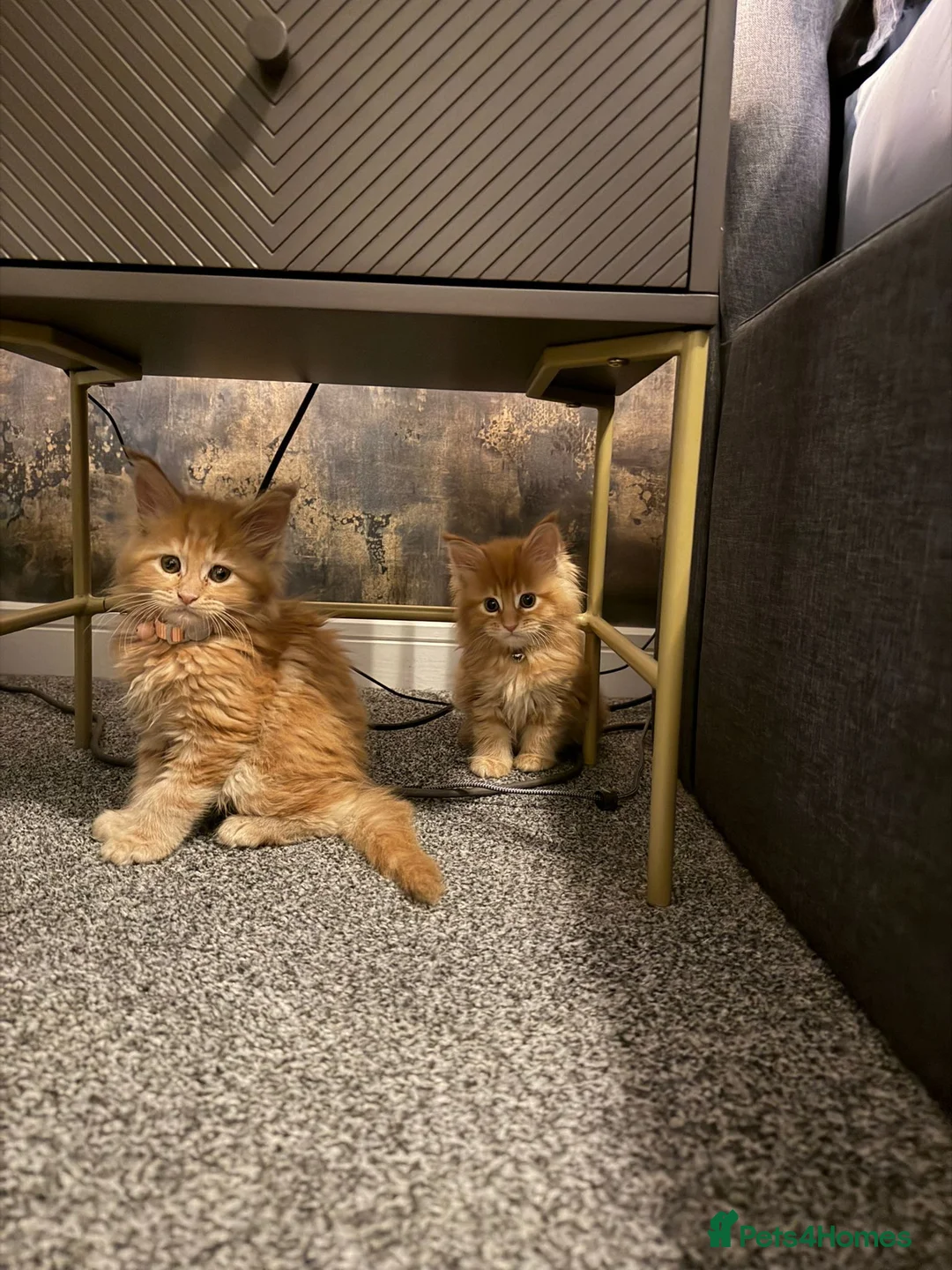 Maine Coon cats for sale: Red Mainecoon  - Advert 2