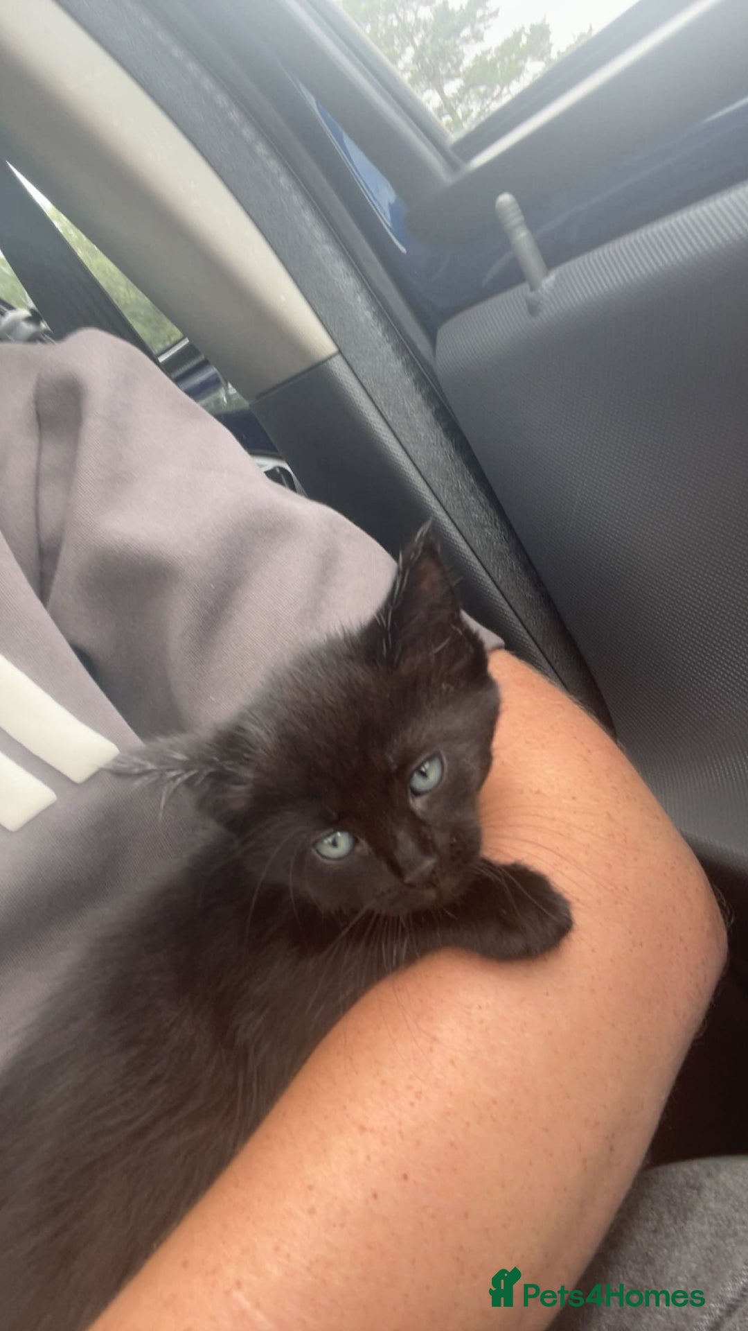 Mixed Breed cats for sale: Beautiful Rag Doll Mix Kitten for re homing  - Image 1